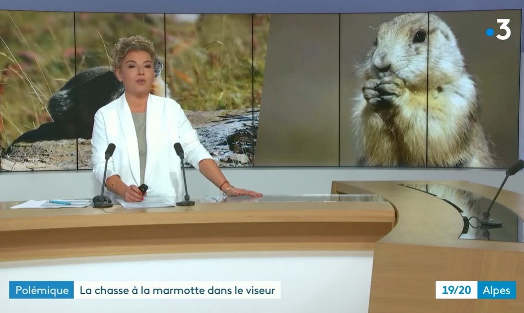 Marmottes : les justifications complètement folles des chasseurs