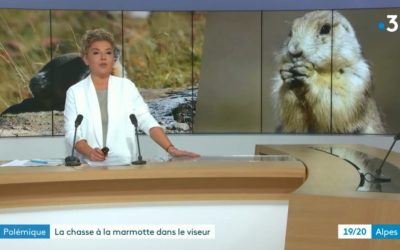 Marmottes : les justifications complètement folles des chasseurs