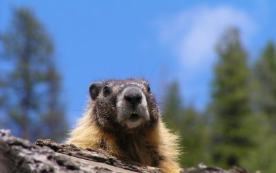125 élus demandent au gouvernement l’interdiction de la chasse à la marmotte