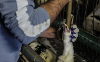 Foie gras Label rouge : ce que nous apprend la modification du cahier des charges