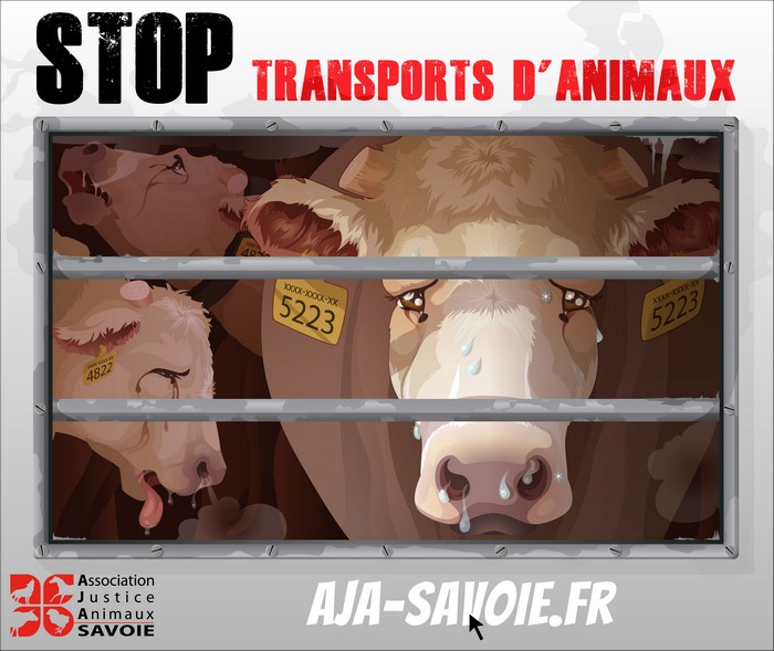 Transport d’animaux : l’AJAS en campagne pour changer la réglementation