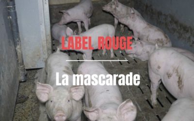 [Tribune] Cochon Label Rouge : l’élevage intensif toujours au menu