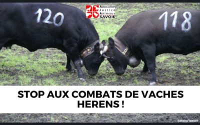 Stop aux combats de vaches Hérens !