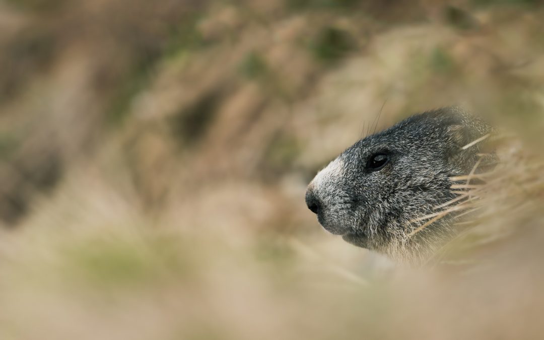 Mobilisation de « savoyards » contre la chasse à la marmotte