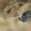 Mobilisation de « savoyards » contre la chasse à la marmotte