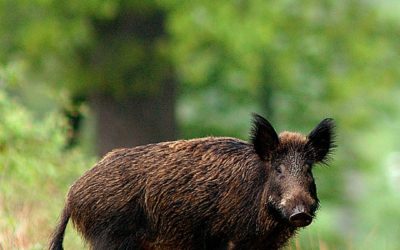 Aude : forêts anéanties, mais chasse autorisée…
