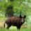 Aude : forêts anéanties, mais chasse autorisée…