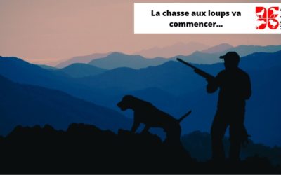 La chasse aux loups commence en France
