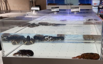 Non au commerce des homards vivants !