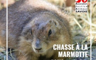 L’AJAS remet 63 700 signatures au Ministère de l’écologie contre la chasse des marmottes