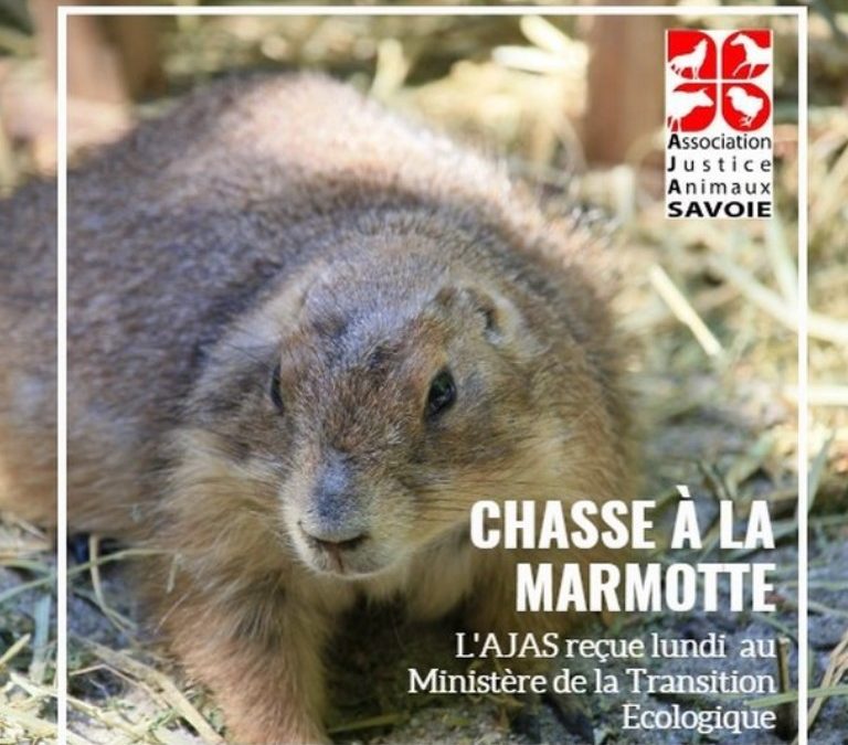L’AJAS remet 63 700 signatures au Ministère de l’écologie contre la chasse des marmottes
