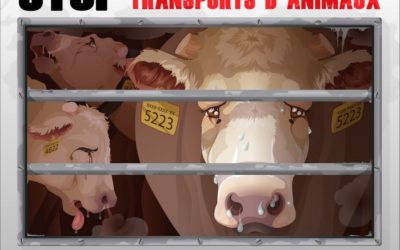 Transport d’animaux : l’AJAS en campagne pour changer la réglementation