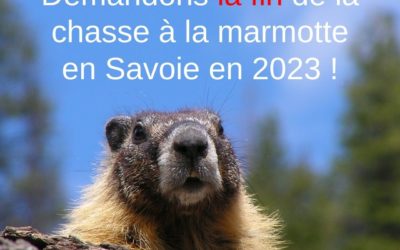 Refusons la chasse à la marmotte en Savoie en 2023 !