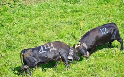 Chartreuse : Stop aux combats de vaches Hérens !