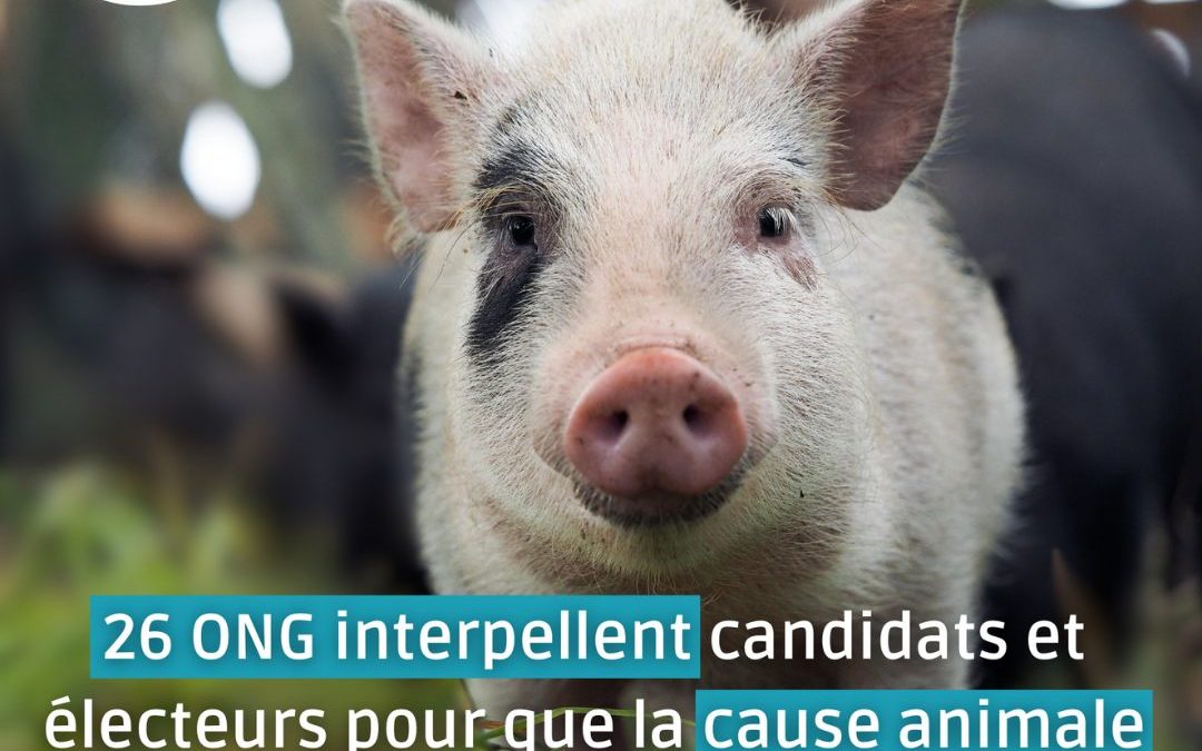 Législatives : 26 ONG appellent à ce que la condition animale fasse partie du débat démocratique