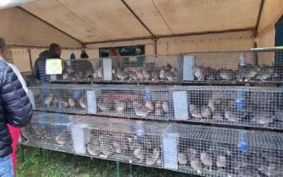 Enquête dans l’enfer de la Foire de Beaucroissant