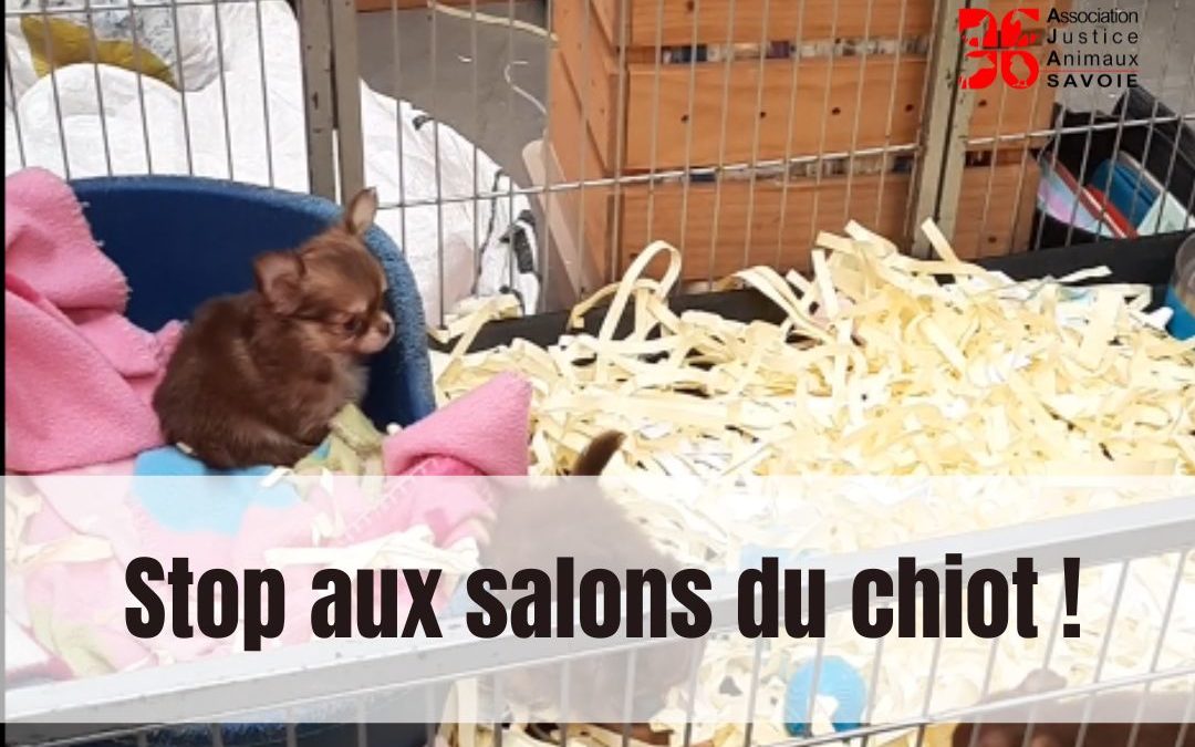 Stop aux salons du chiot !