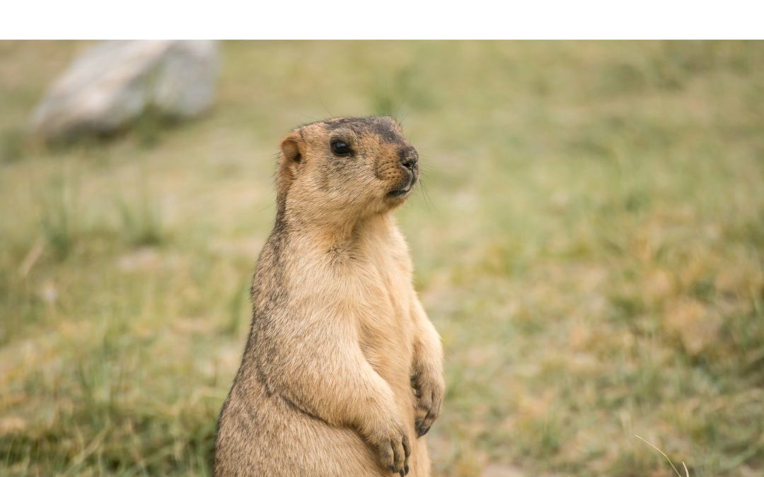 Chasse à la marmotte : le sénateur A. Bazin interroge à nouveau le Gouvernement