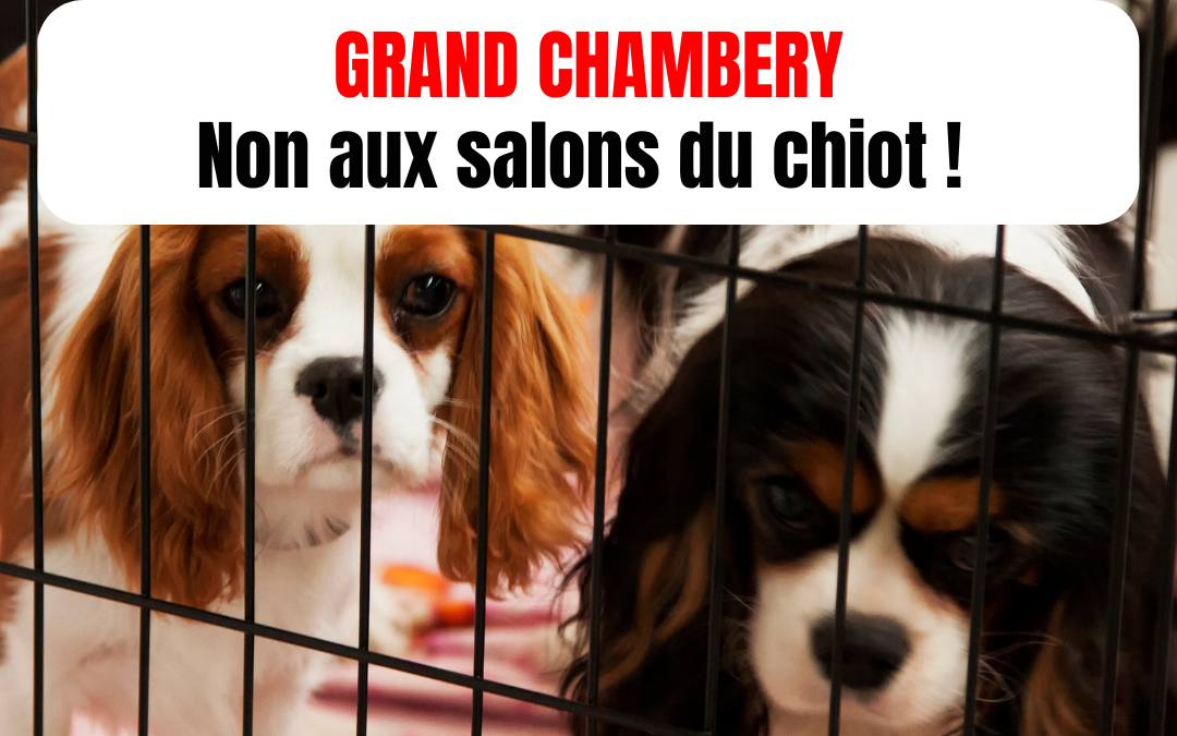 Stop aux salons du chiot à Chambéry !