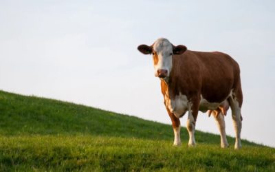 L’AJAS est contre l’abattage de tous les animaux sains !