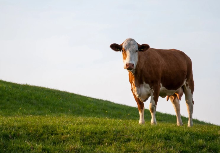 L’AJAS est contre l’abattage de tous les animaux sains !