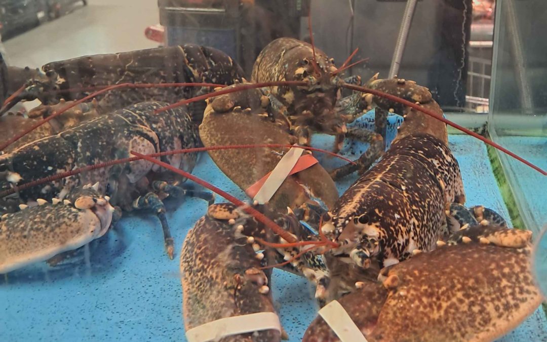 Super U La Ravoire : stop au commerce des homards !