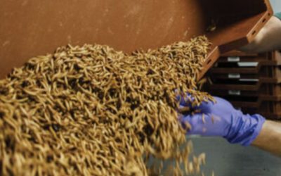 Ynsect ou l’industrialisation des insectes malgré l’incertitude sur leurs sentiences