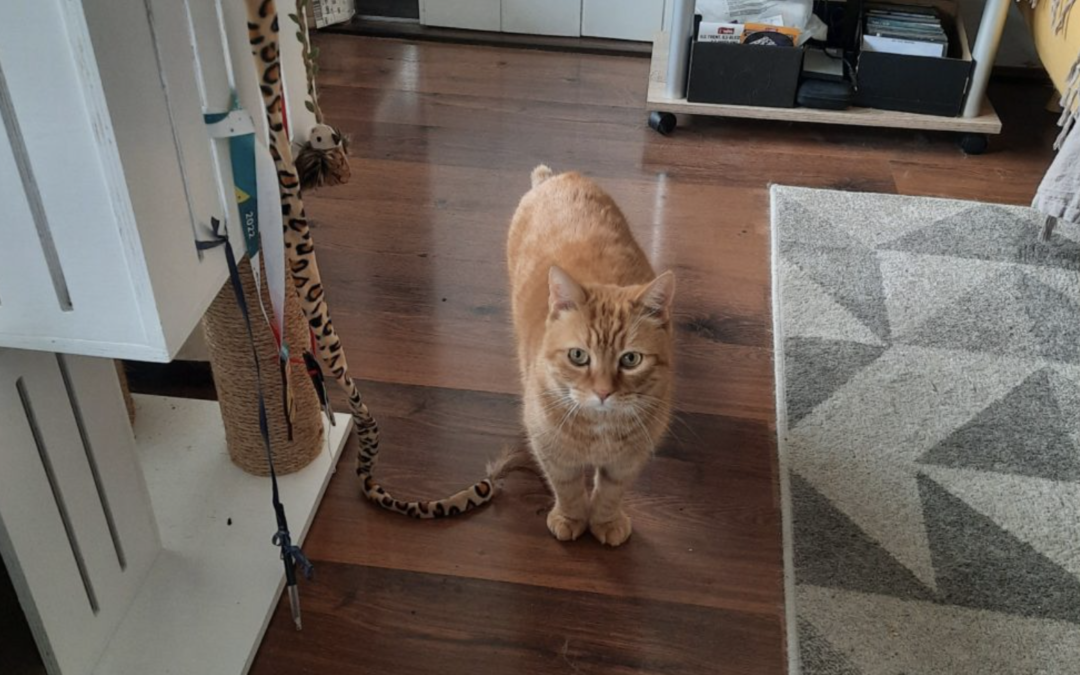 L’AJAS soutient une pétition pour rendre accessible le fichier des personnes interdites de détention d’animaux