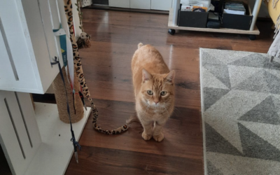 L’AJAS soutient une pétition pour rendre accessible le fichier des personnes interdites de détention d’animaux