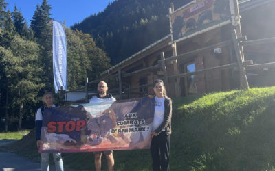 L’AJAS aux Contamines pour dire NON aux combats de vaches